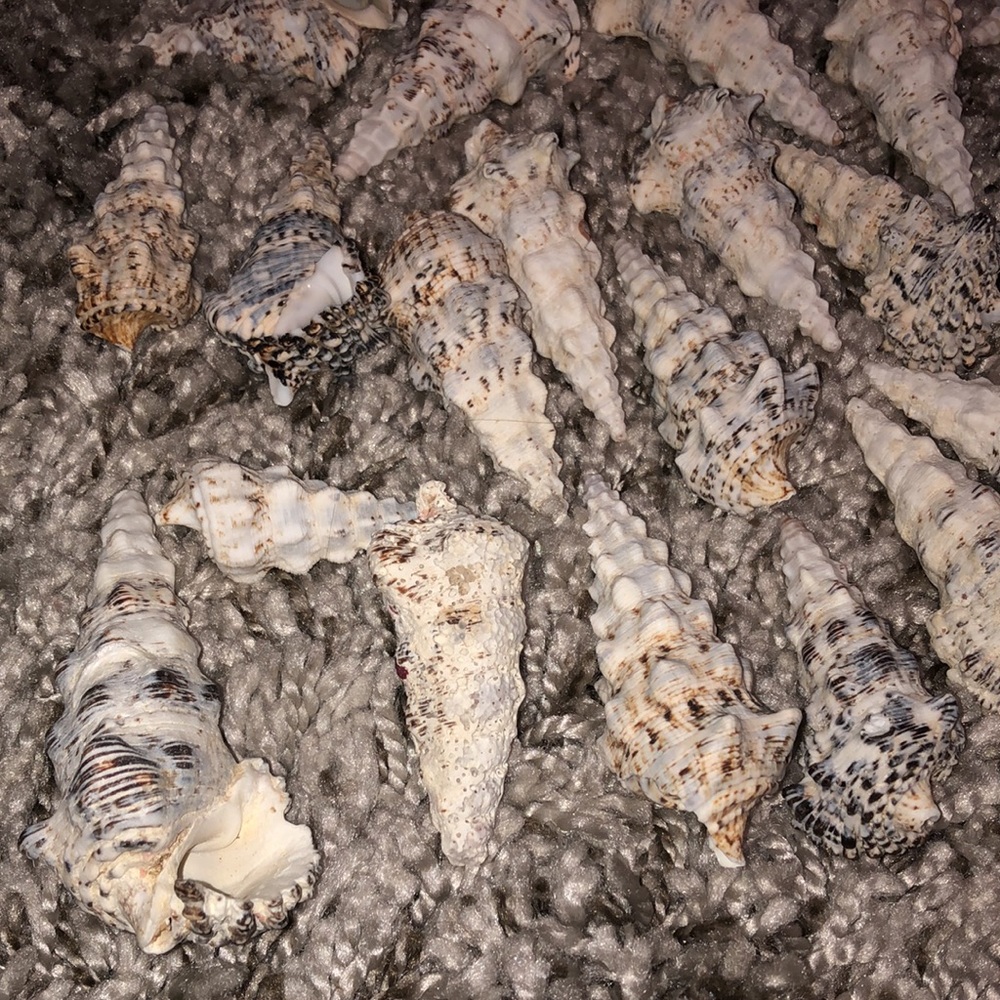 Decorative jars w| sea shells - Picture 8 of 12